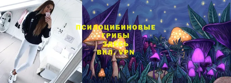 Галлюциногенные грибы Psilocybe  наркотики  Краснозаводск 